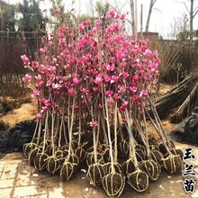 玉兰花树苗盆栽地栽带花苞红黄白紫玉兰树苗庭院别墅四季绿化苗木