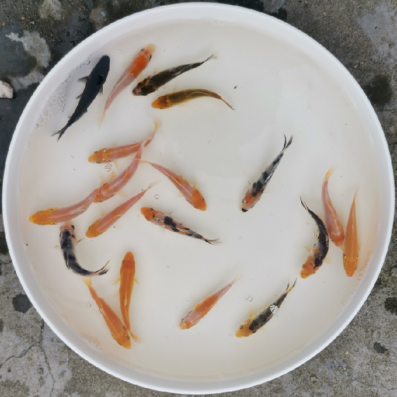 观赏鱼锦鲤鱼活小鱼苗淡水冷水红白大正三色黄金秋翠松叶夏花好养