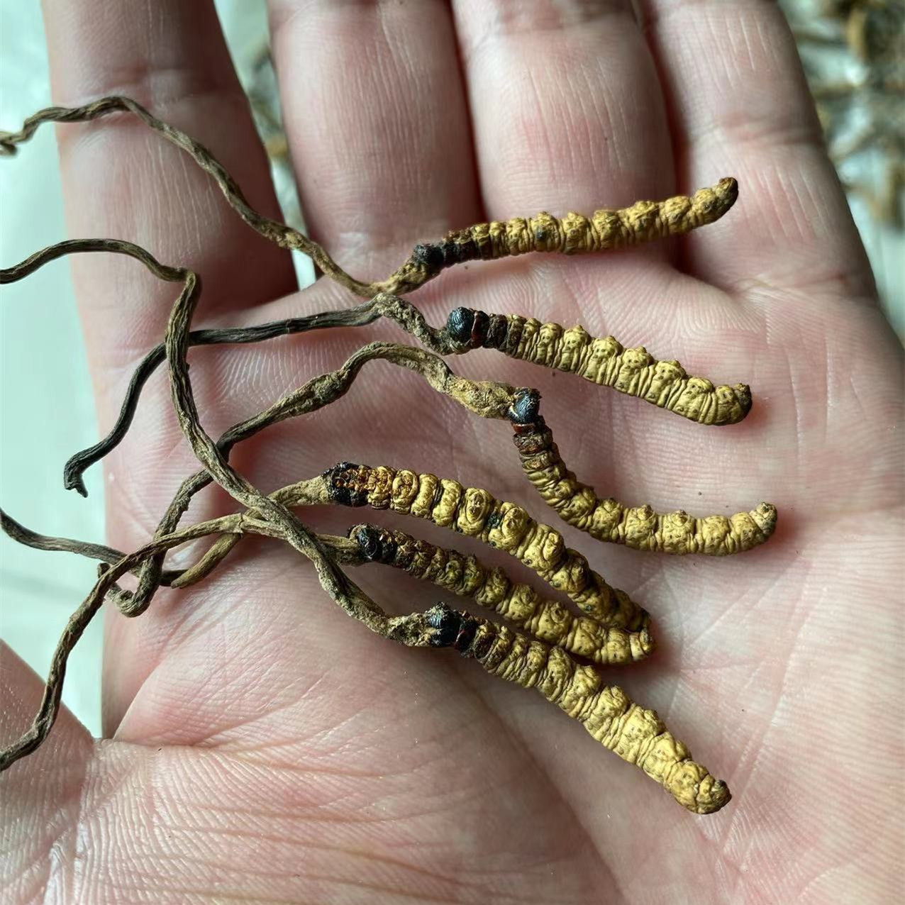 2021新货大冬虫夏草四川甘孜非西藏那曲青海5根1克干虫草现货批发