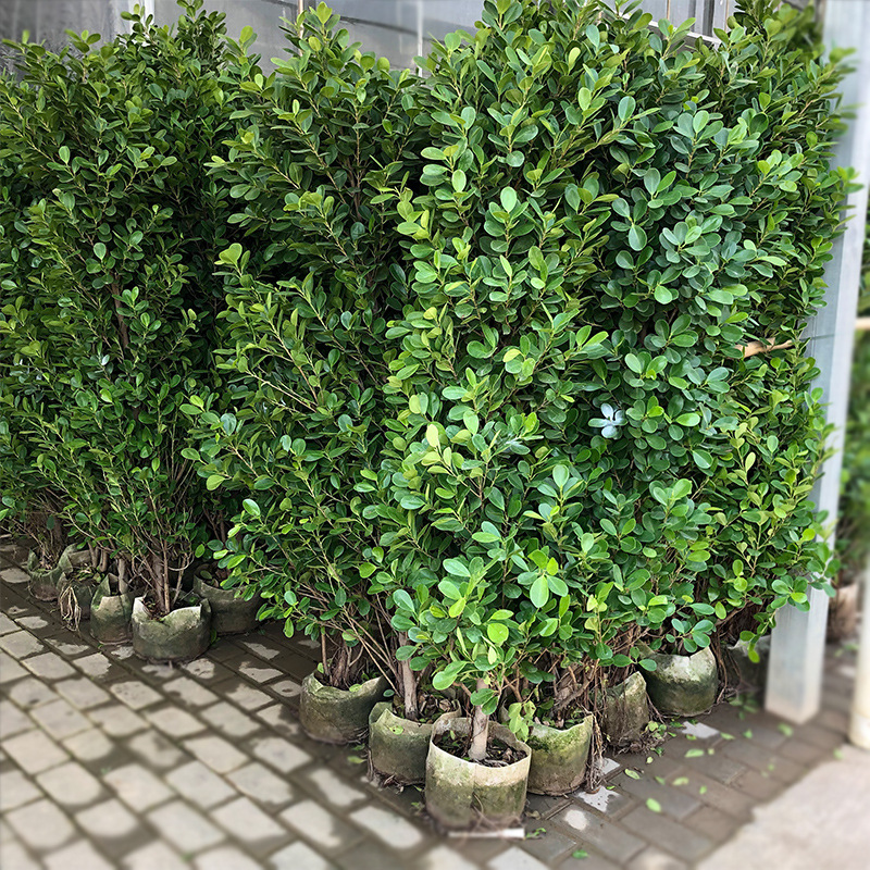 塔型火山榕盆栽 室内外金钱榕 园林绿化花卉绿植盆栽 绿篱墙篱笆