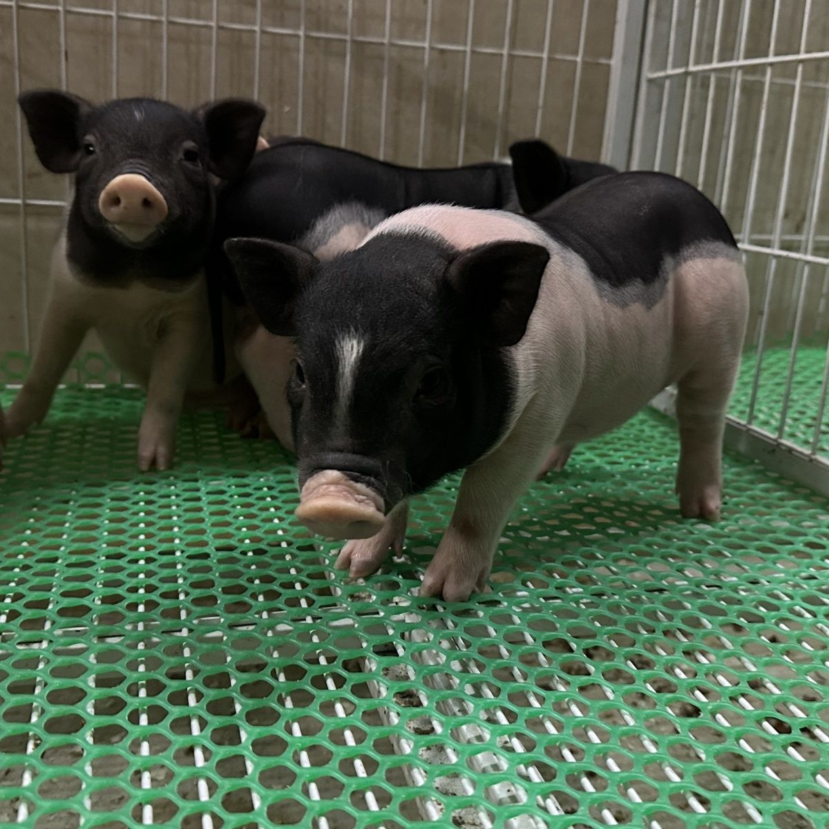 标价快递包邮泰国小香猪活体幼崽家养纯种宠物猪可爱萌宠网红猪猪