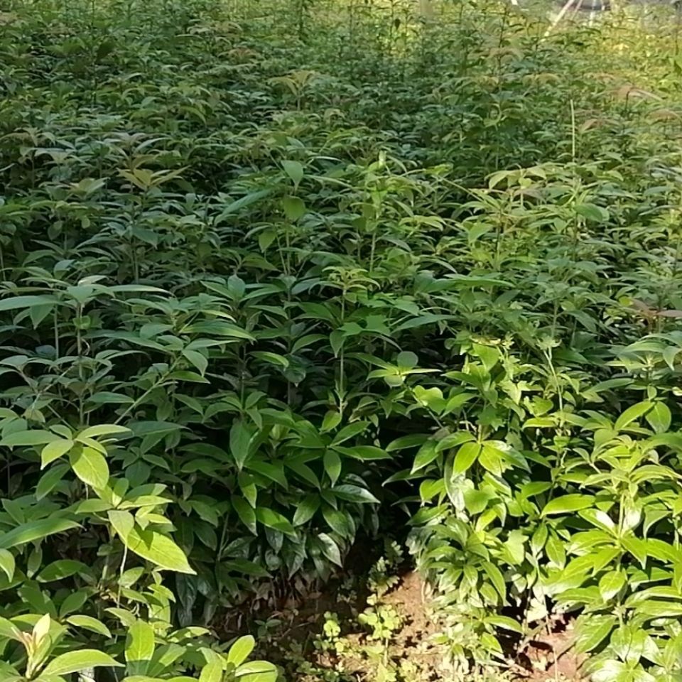 四川金丝楠木苗小叶桢楠小苗产地苗圃南北方种植室内盆栽长青