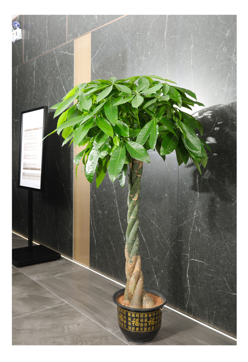 大型辫子发财树盆栽室内办公室树乔迁开业大植物送礼大绿植