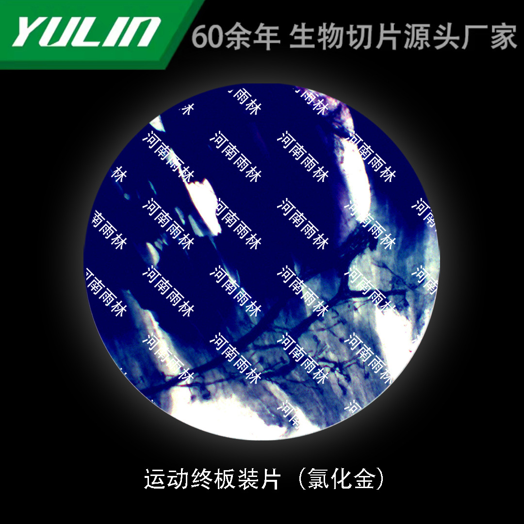 运动终板装片(氯化金)高校医学院校用组织病理石蜡玻片标本-阿里巴巴