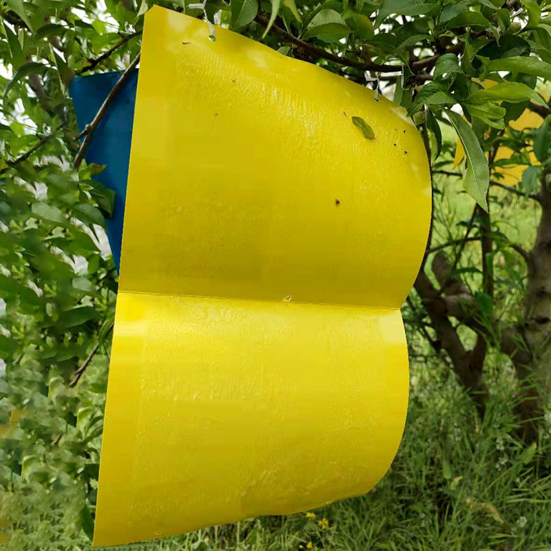 粘虫板大棚专用果蝇蓟马果园针蜂家用小飞虫黑飞双面诱虫板诱捕器