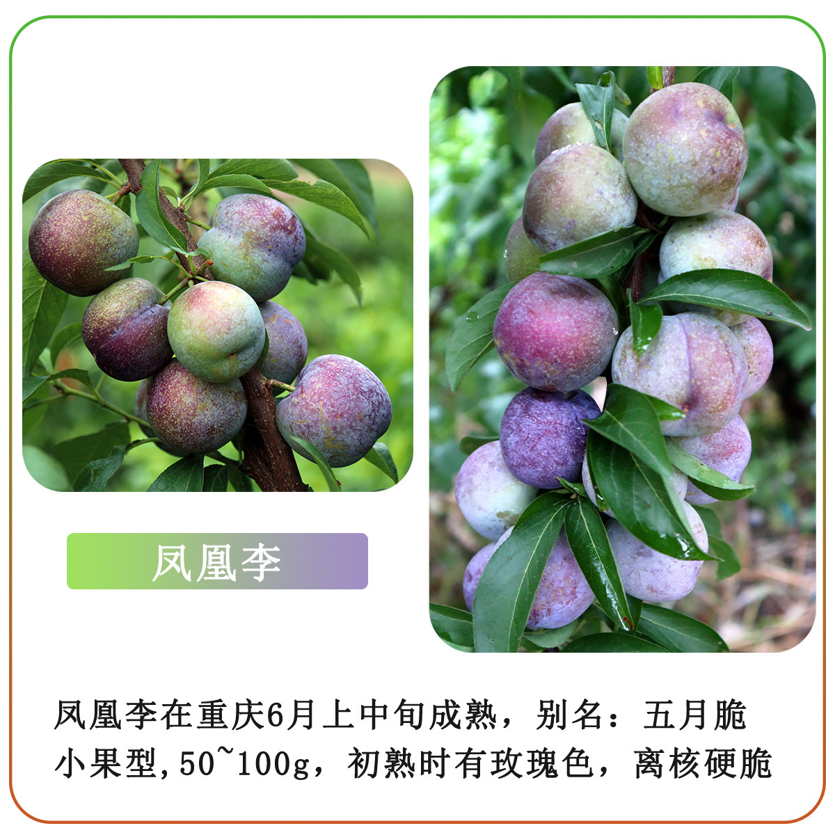 成都嫁接凤凰李巫山脆李一年大苗脱骨脆李苗圃南北方种植李树苗