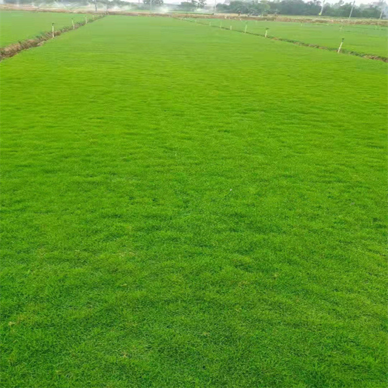 佛山基地直供草皮卷 带土绿化真草坪带泥土四季常青 户外台湾草卷