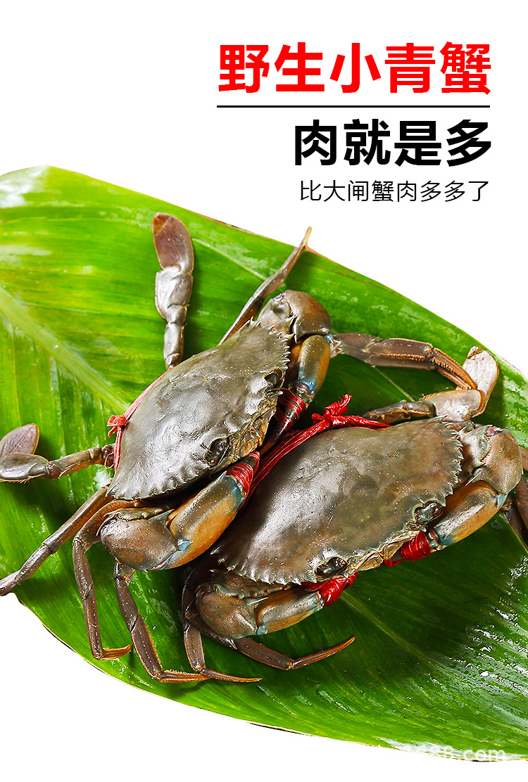 越南缅甸肉蟹特产三门野生小青蟹海鲜螃蟹水产鲜活公蟹煲铁蟹批发