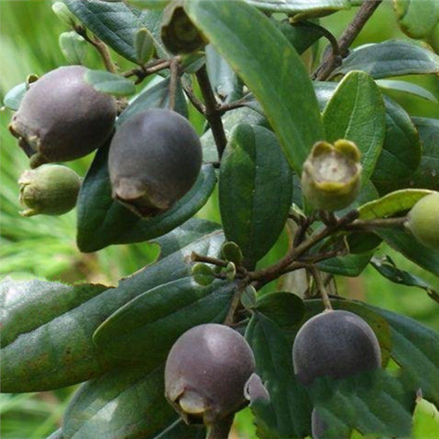 中药材 野生 干货山捻子 桃金娘 干果稔子 岗捻子泡酒100克包邮