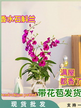 带花出售 绿植红泼墨石斛兰盆栽 石斛兰苗花卉植物室内好养兰花苗