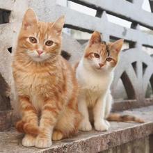 中华田园猫幼猫活体橘猫狸花猫奶牛猫幼崽抓鼠能手笨猫家猫