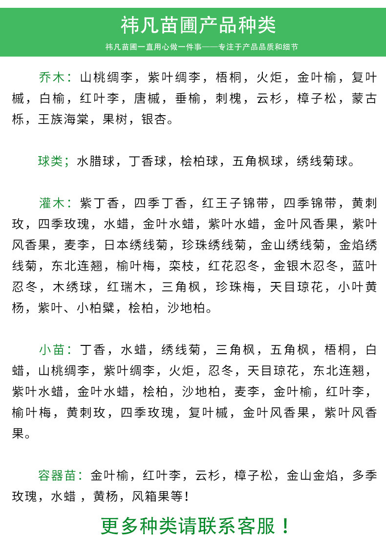 丛生京桃 京桃树价格低 规格全 园林景观树 丛生山桃 常年批发