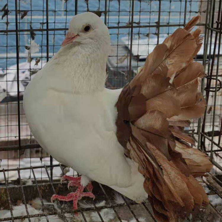 孔雀鸽子图片 马甲凤尾鸽一对多少钱 毛脚凤尾鸽 开屏的鸽子活体