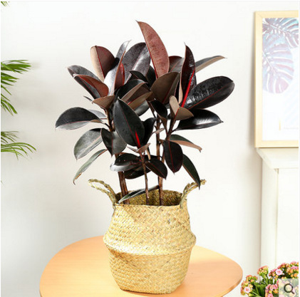 室内客厅大型绿植花卉盆栽 观叶植物 黑金刚橡皮树 盆栽5棵-阿里巴巴