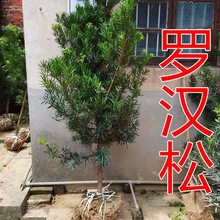 苗圃罗汉松树苗大树庭院盆栽大小叶雀舌罗汉松造型室内外种植厂家