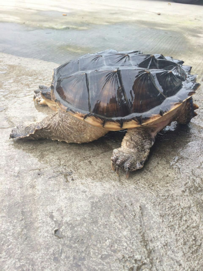 乌龟10斤20斤30斤佛鳄龟巨型活体宠物鳄龟50斤大鳄超大便宜养观赏