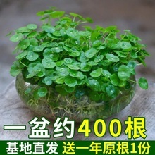 带叶铜钱草水培盆栽植物室内小绿植花卉水养金钱草籽水生四季好兆