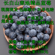 8盒装包邮顺丰长白山寒地精品蓝莓新鲜蓝莓鲜果中果现摘现发1000g