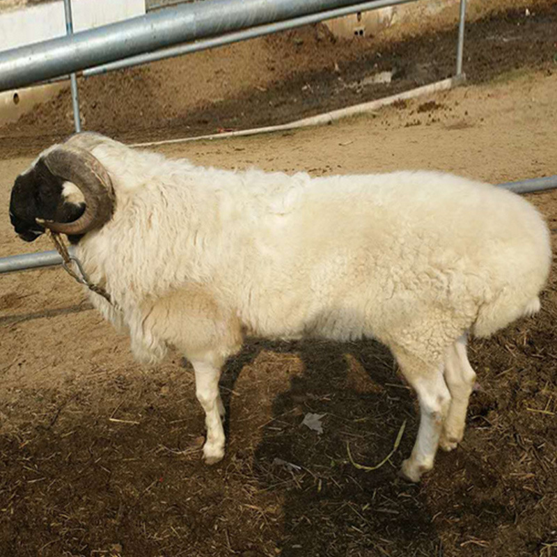 黑头杜波羊养殖 大 型牛羊养殖场常年供应 白头杜泊羊价格