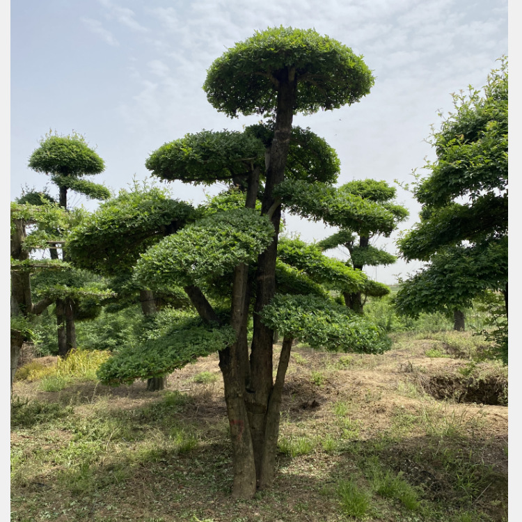 基地批发对节白腊造型树丛生对接白腊绿化工程庭院树白腊规格全