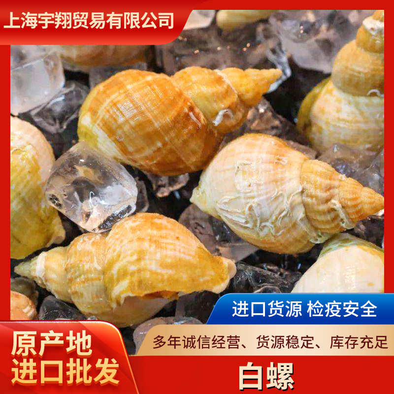 爱尔兰白螺-阿里巴巴