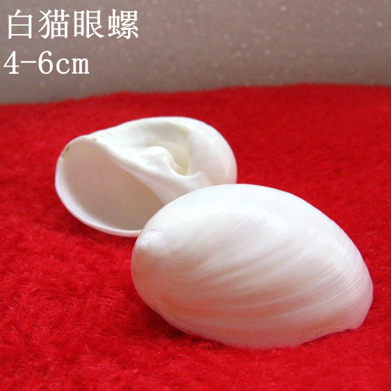 白猫眼螺 寄居蟹替换壳 三湖虎鱼躲避 海螺贝壳海星装饰品