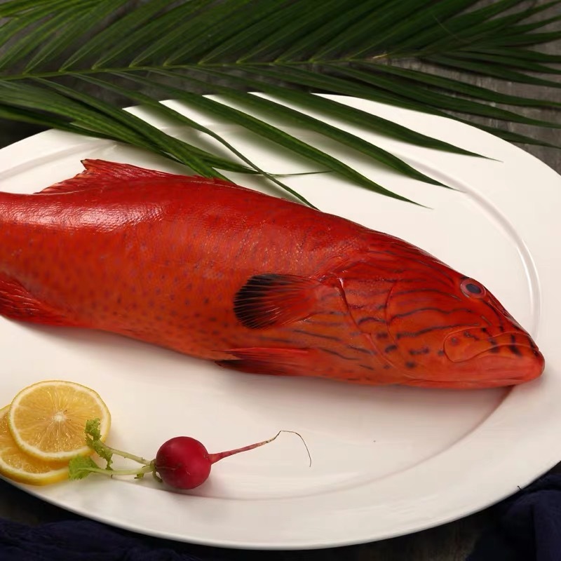 东星斑红石斑鱼整条鲜活冷冻大龙胆鱼深海鱼速冻鲜活海鲜水产