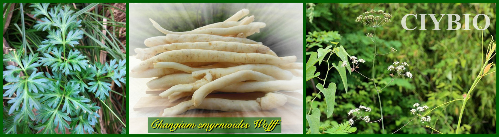 明党参提取物101山萝卜提取物粉沙参提取物