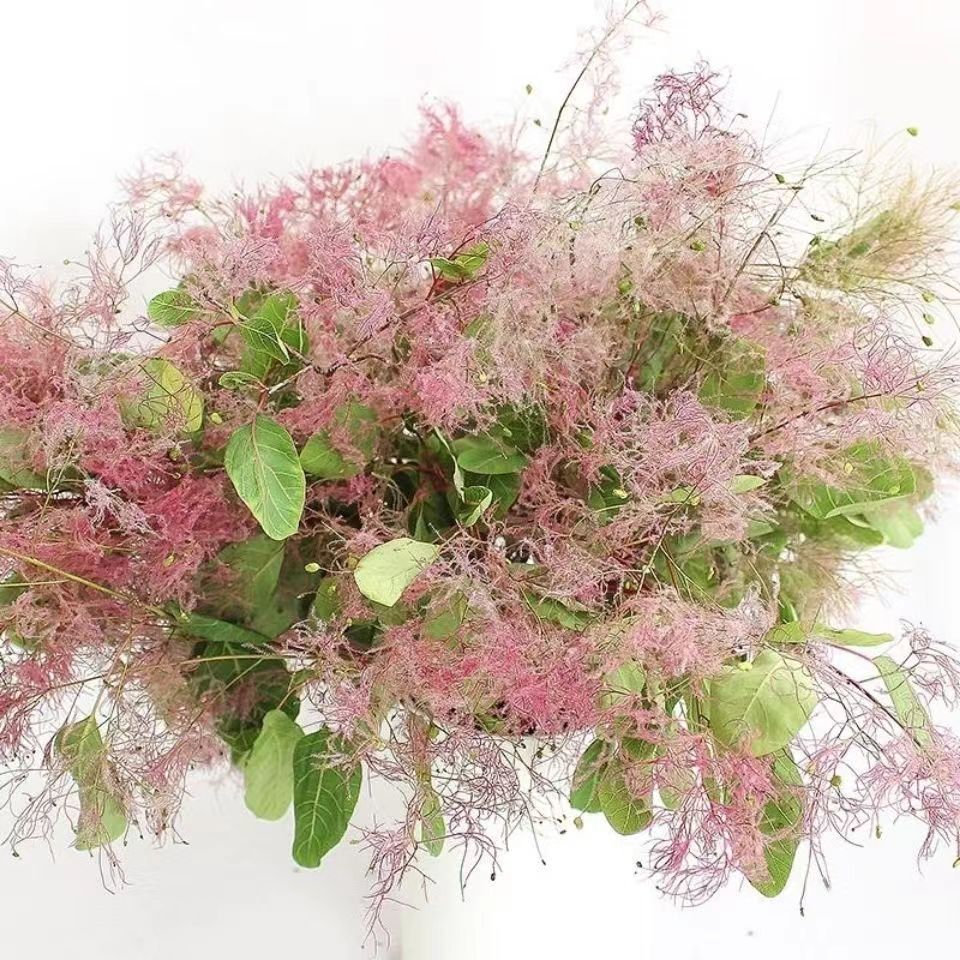 雾中情人黄栌雾中仙柔丝鲜花求婚花店花材水养鲜切花婚庆花束批发