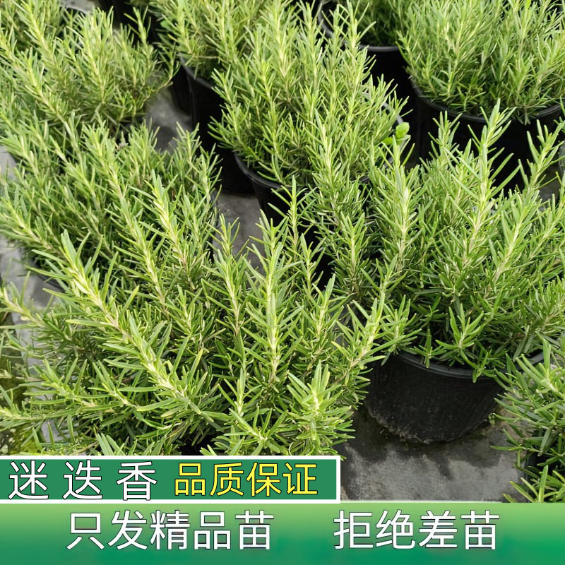 迷迭香盆栽牛排用可食用薄荷叶紫苏藿香苗新鲜罗勒苗香草植物调料