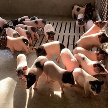 小香猪出售迷你香猪家庭养殖巴马香猪大量出售宠物小猪苗