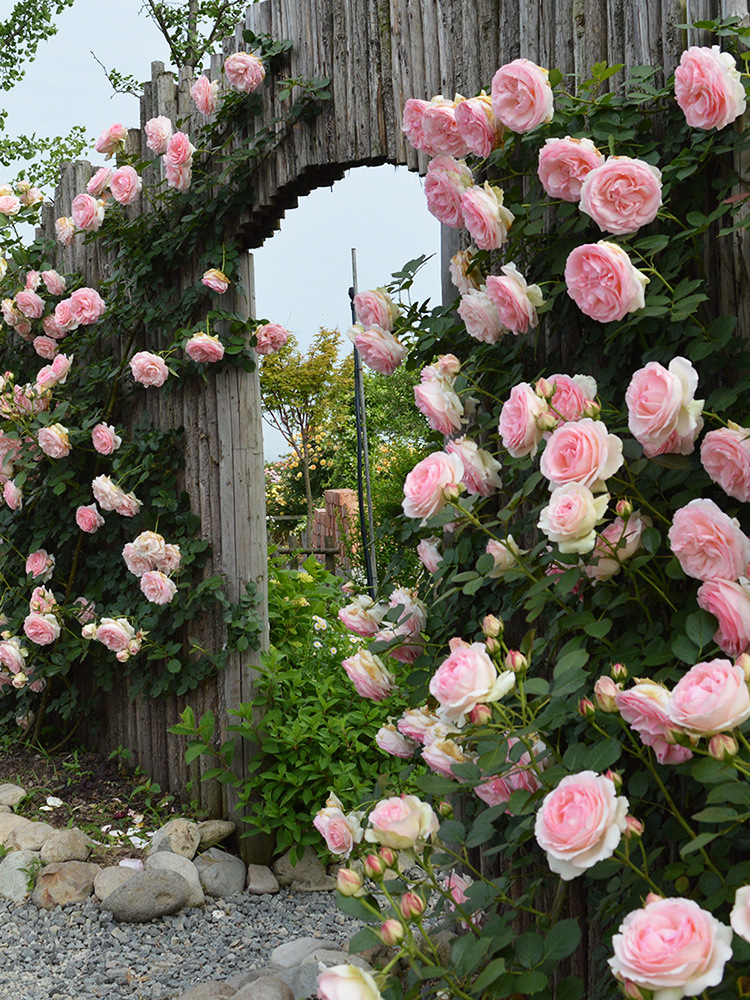 大苗蔷薇花苗藤本月季四季开花大花浓香爬藤植物玫瑰墙花卉盆栽