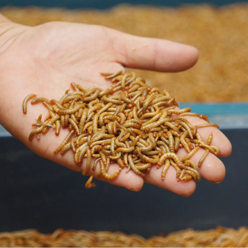 面包虫活虫黄粉虫鹦鹉蜘蛛蝎子龙鱼乌龟守宫角蛙画眉鸟食鲜活饲料