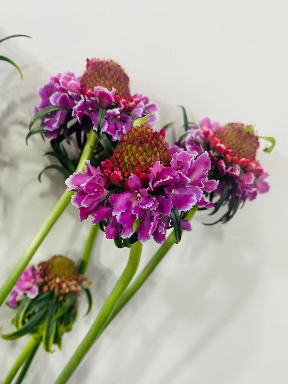 松虫草鲜切花云南鲜花批发基地直发直批产地直销红色各种色松虫草