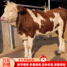 西门塔尔牛犊什么价位 改良肉牛犊大量批发活体种牛多少钱一头