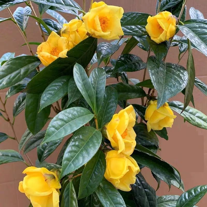 金花茶盆栽 黄樽金花茶苗 室内庭院黄色茶花