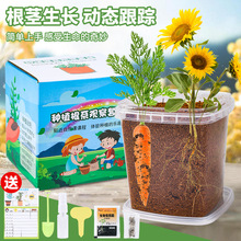 儿童种植观察小盆栽幼儿园科学植物根系发芽礼物学生创意迷