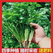 四季香菜种子易种大叶小叶芫荽苗籽阳台种菜食用高产蔬菜盆栽种籽