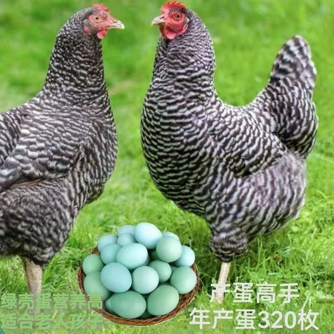 山东养殖场出售芦花鸡活体鸡苗 脱温鸡苗青年鸡大量现货-阿里巴巴