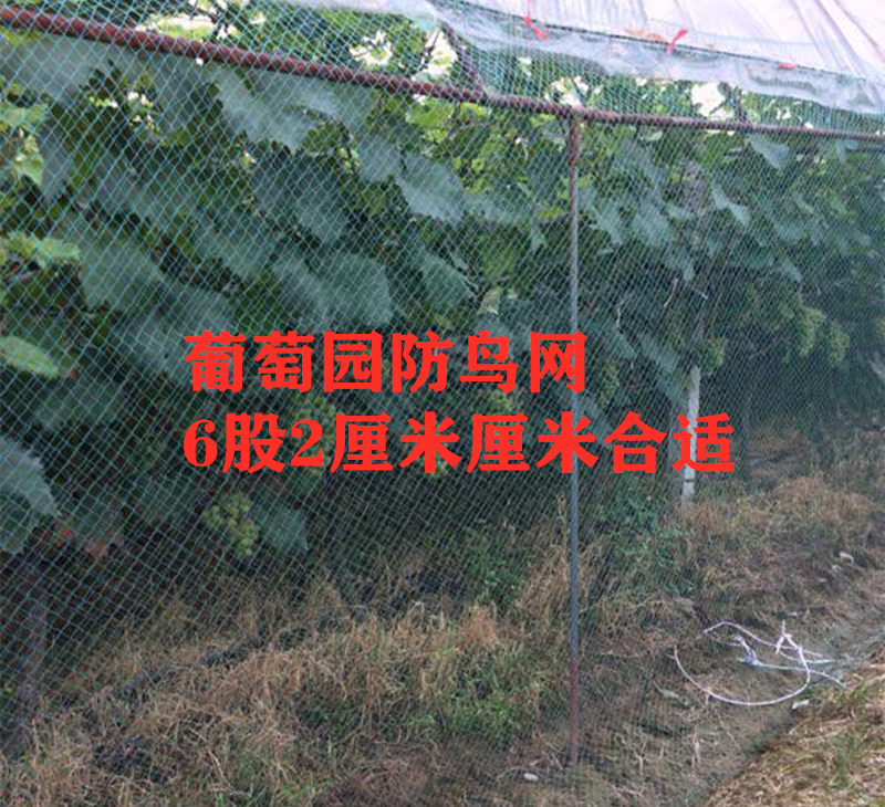大棚尼龙线防鸟网养鸡尼龙网养殖天网鱼塘果园防鸟网果树防鸟用网