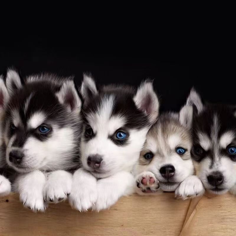 犬舍直销纯种哈士奇活体幼犬蓝眼二哈雪橇犬活体家养哈士奇小狗仔