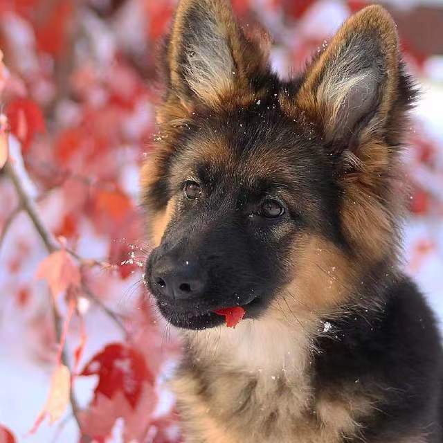 德牧幼犬活物幼崽出售德国牧羊犬幼犬活体纯种平背弓背德牧活体狗