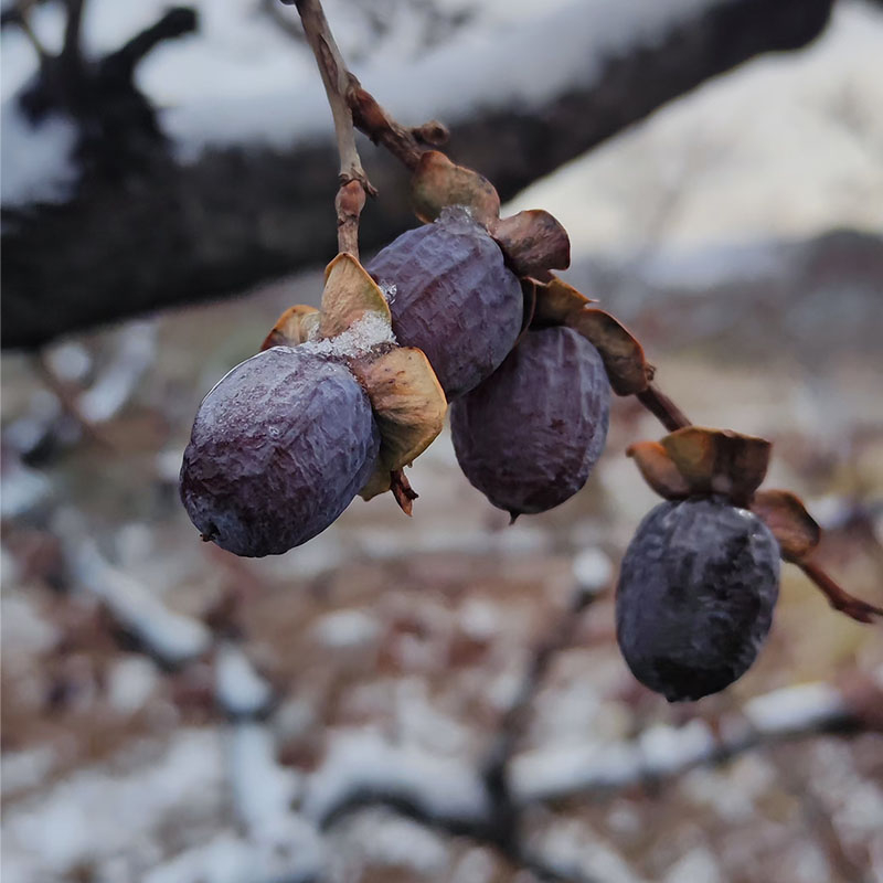 太行山无核黑枣野生软枣黑枣君迁子黑枣小柿子软枣官方店-阿里巴巴