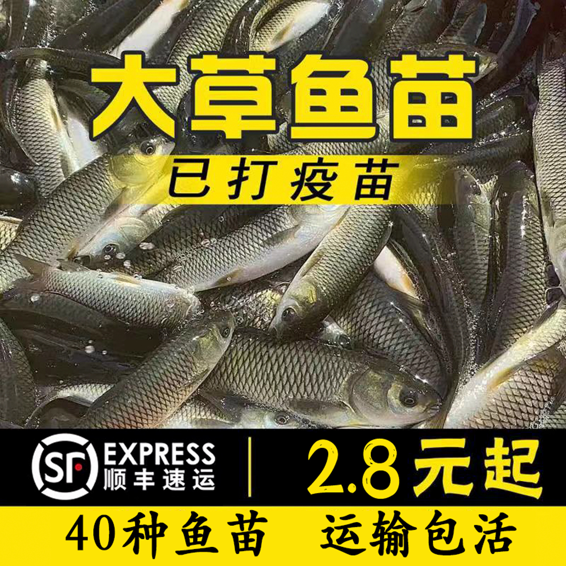 活鱼大草鱼苗皖鱼苗花鲢鱼白鲢鱼螺丝青鱼鲫鱼鲤鱼苗活体鱼苗批发