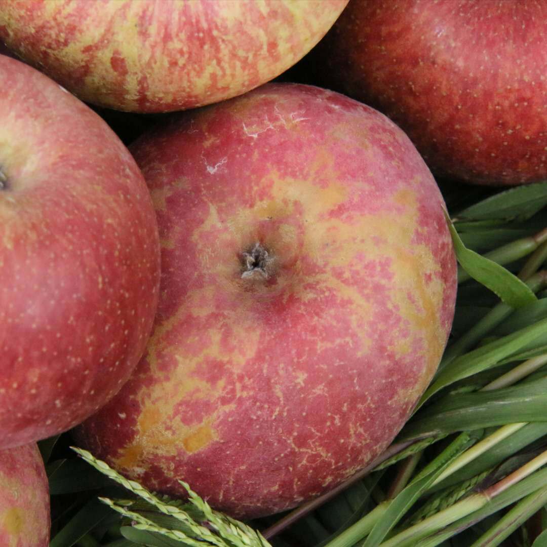 冰糖心丑苹果 大凉山盐源野生新鲜水果现摘礼盒装5斤包邮非新疆