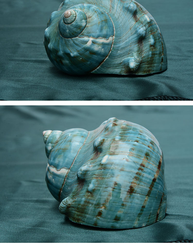 天然绿蝾螺居家海螺贝壳装饰摆件寄居蟹壳鱼缸造景创意工艺收藏品