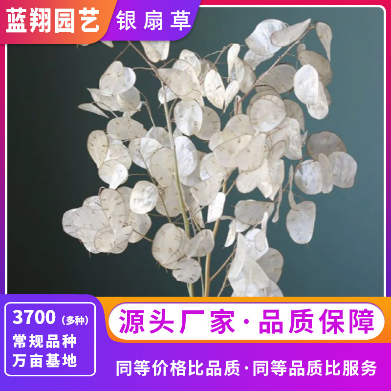 银扇草种子月光花/金钱花种子 庭院阳台观叶观花 耐寒易活 四季播