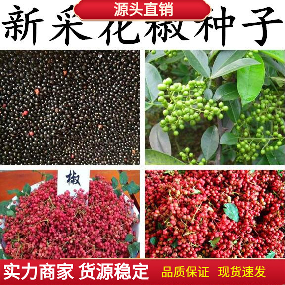 无刺花椒籽四川花椒树种子 大红袍花椒种子 韩城 九叶青花椒-阿里巴巴