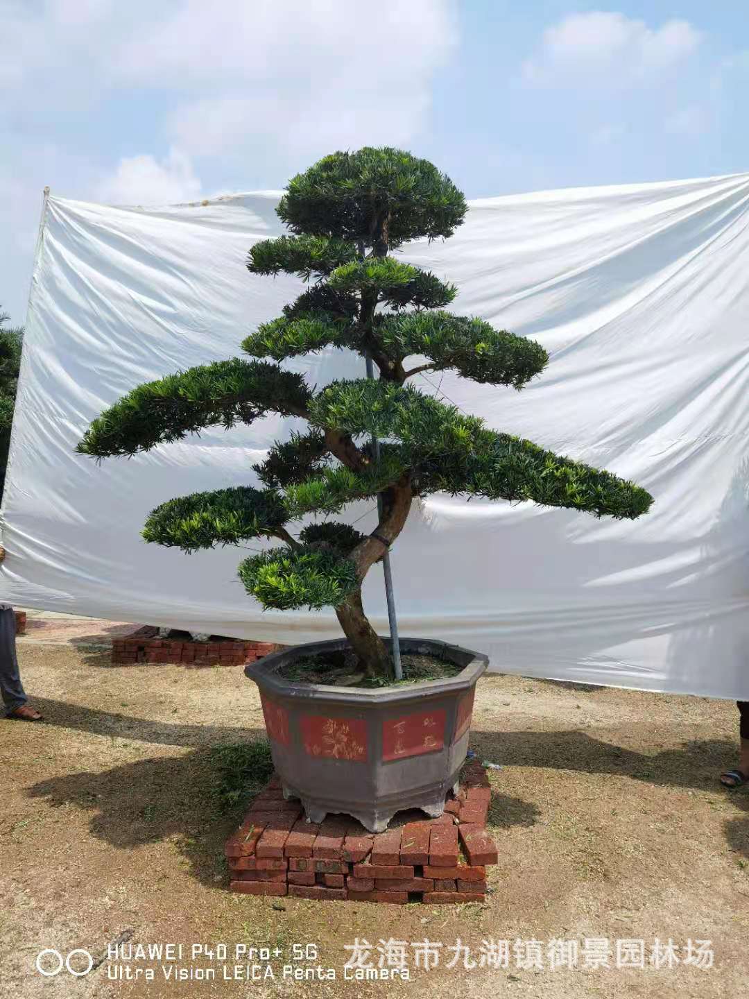 高度3米 冠幅3米 地径20公分 造型罗汉松 日本罗汉松 罗汉松盆景
