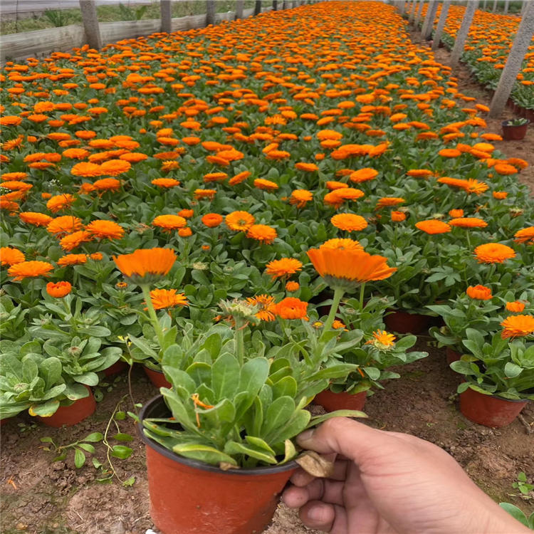 金黄色花卉金盏菊营养钵苗 花坛造型草花供应金盏菊绿化工程苗